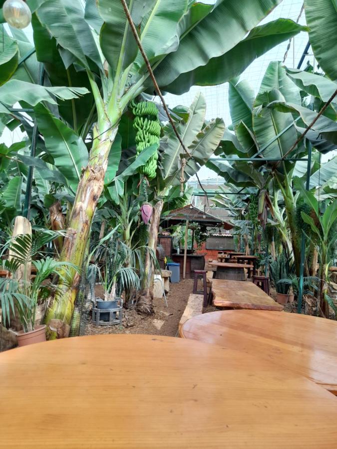 סן מיגל דה אבונה Tenerife Homestay מראה חיצוני תמונה