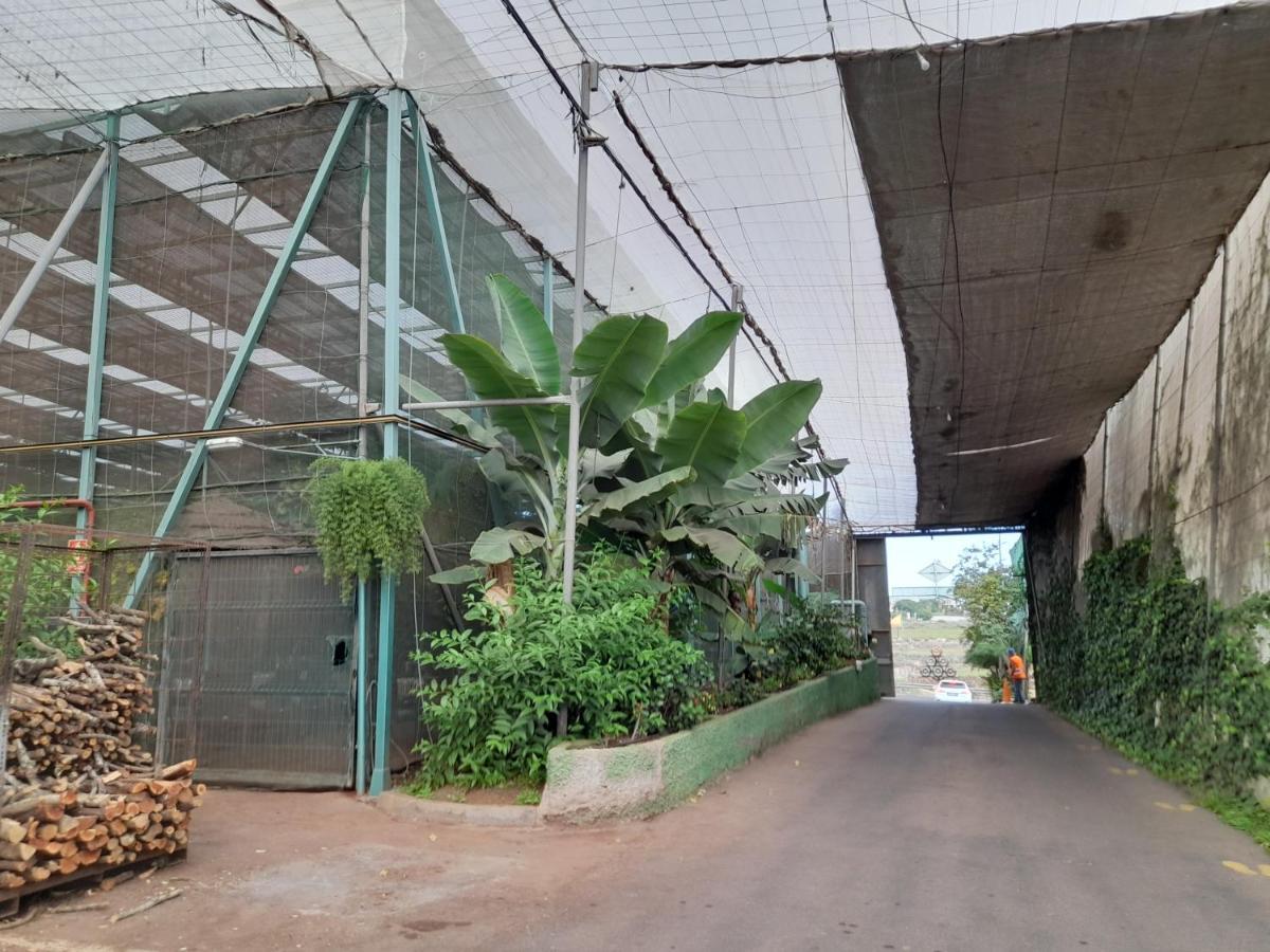סן מיגל דה אבונה Tenerife Homestay מראה חיצוני תמונה