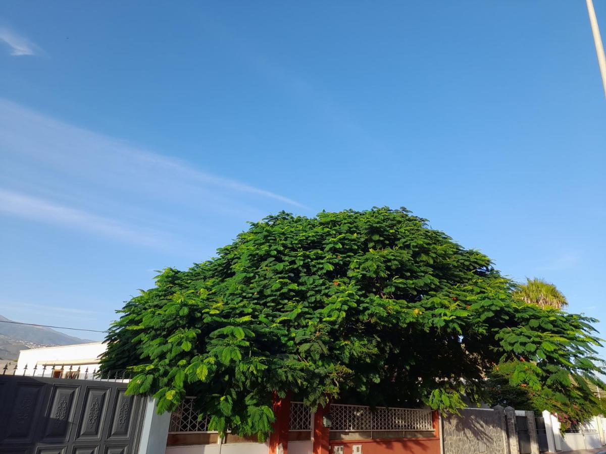 סן מיגל דה אבונה Tenerife Homestay מראה חיצוני תמונה